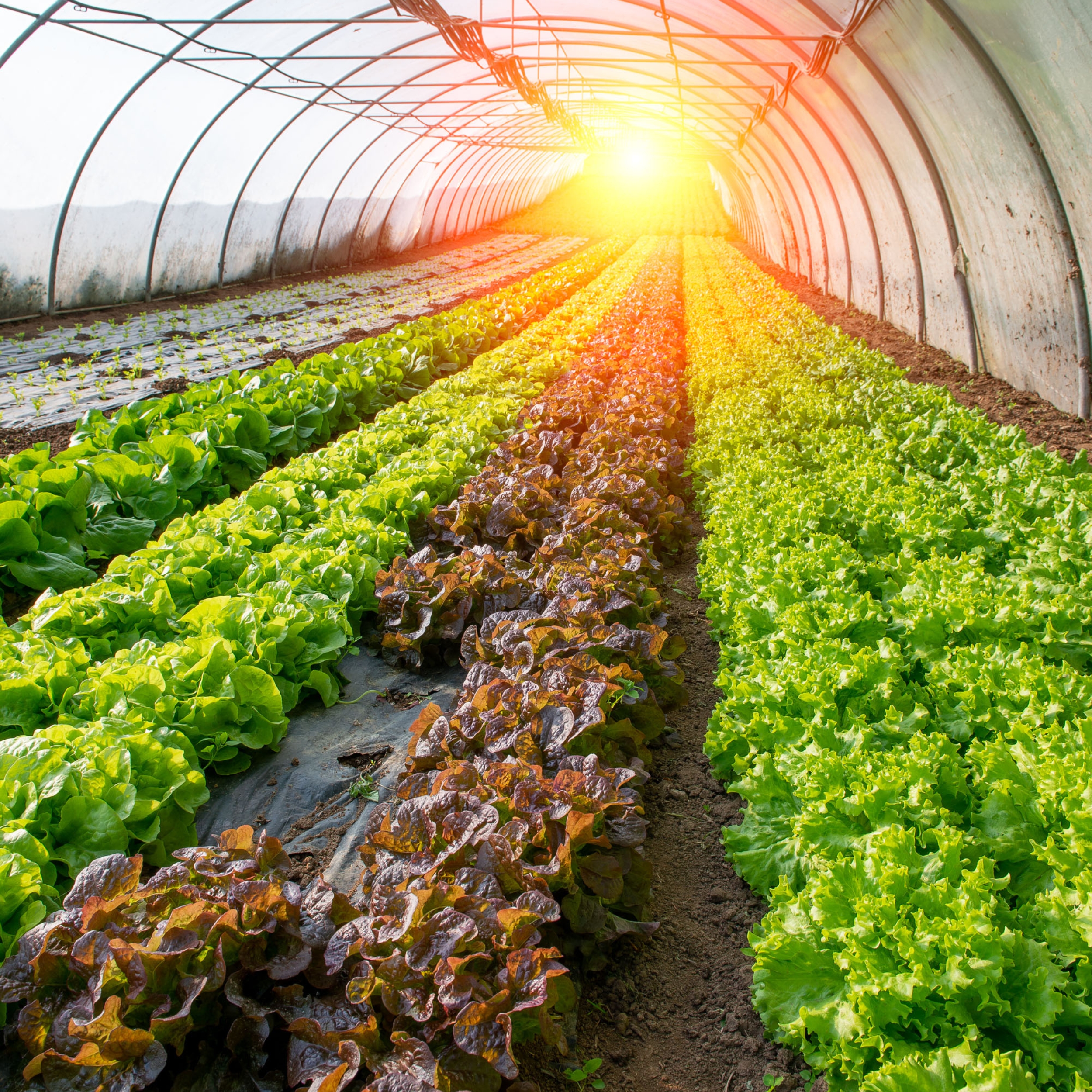 Subhani%20Agro%20Zone